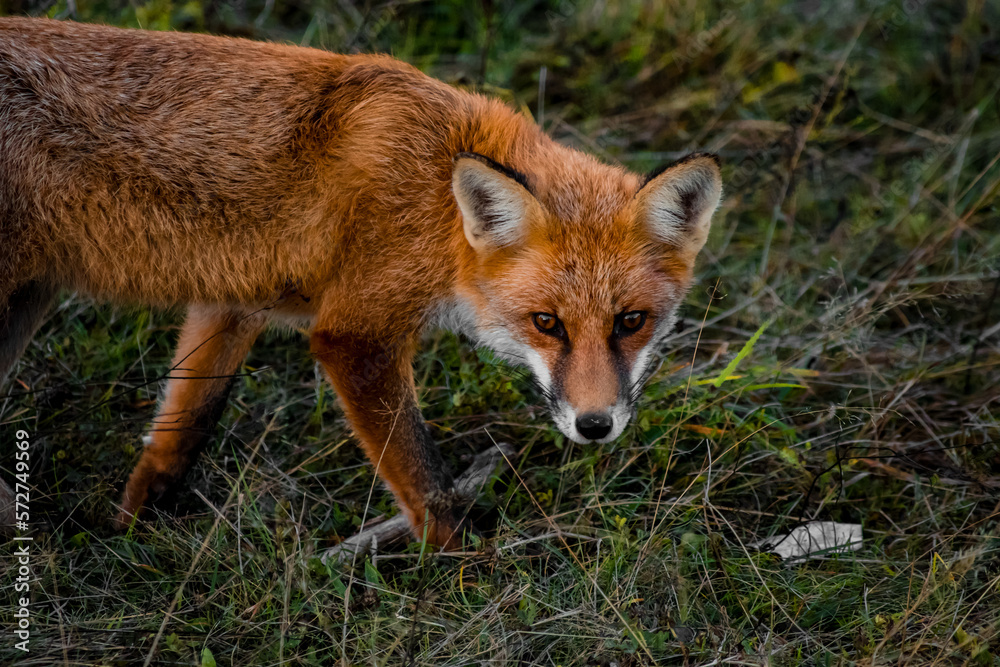 Close up portrait of a wild friendly orange fox in natural habitat, Apuseni Mountains, Romania Close up portrait of a wild friendly orange fox in natural habitat, Apuseni Mountains, Romania