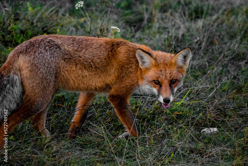 Close up portrait of a wild friendly orange fox in natural habitat, Apuseni Mountains, Romania