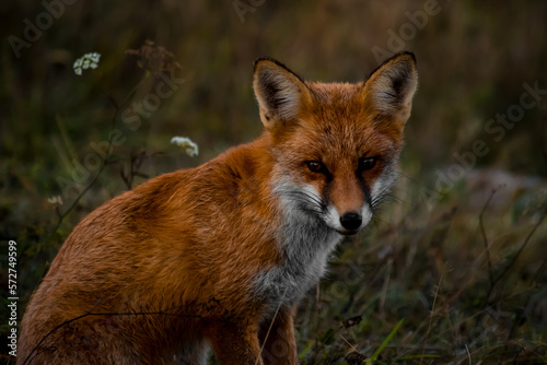 Close up portrait of a wild friendly orange fox in natural habitat, Apuseni Mountains, Romania © landscapeaway