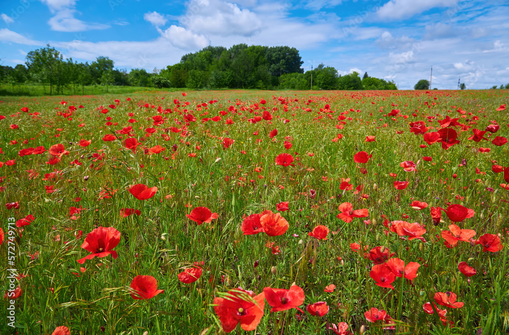 Meadow with beautiful bright red poppy flowers