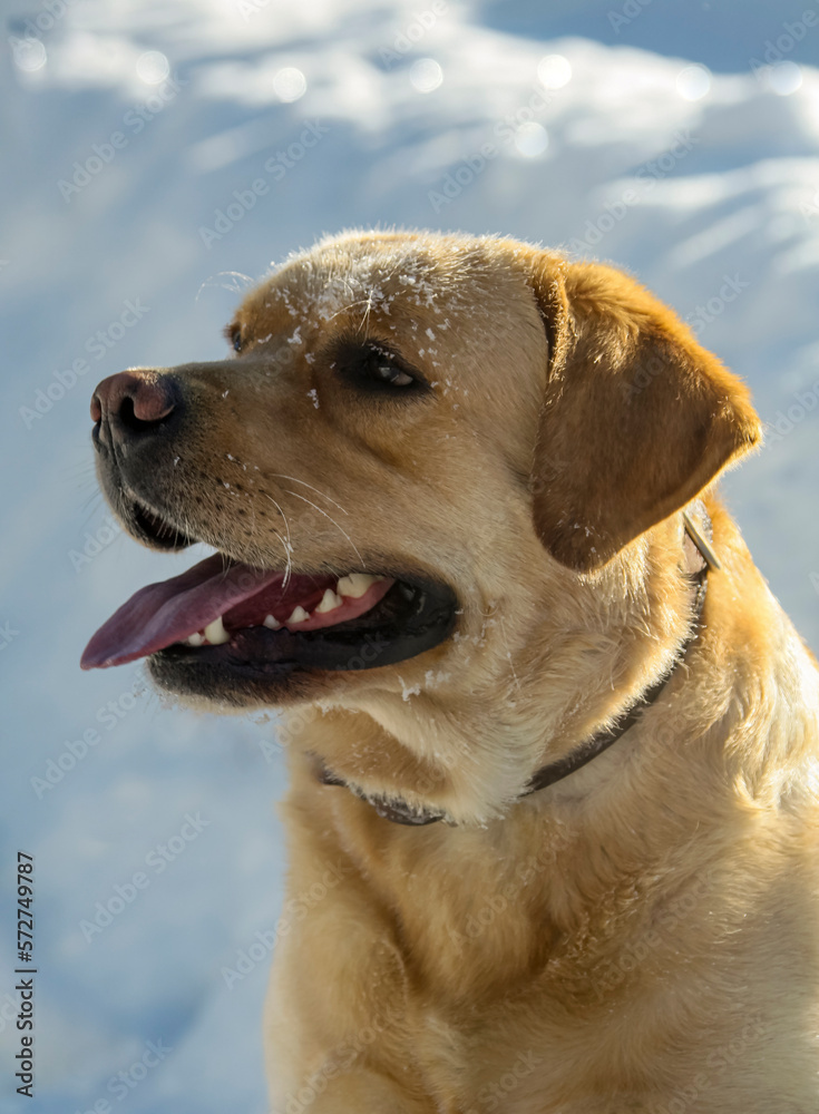Adult light thoroughbred Labrador on background of white snow looks to the side.