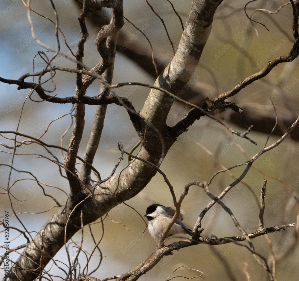 Chickadee Chickadee
