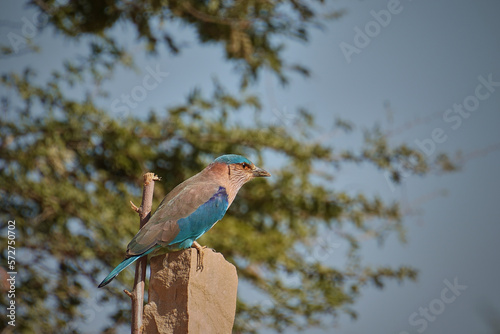 Indian Roller bird