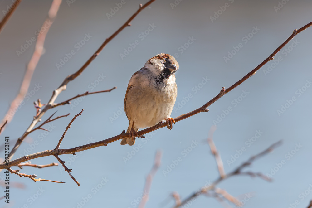 Sparrow on a tree branch. Small bird. Bird in danger of extinction. Sparrow on a tree branch. Small bird. Bird in danger of extinction.