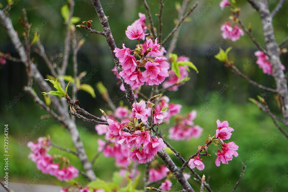 桜、サクラ、さくら、開花、ヒカンサクラ、カンヒサクラ、緋寒桜、寒緋桜、緋色、花、ピンク、植物、春、桃色、花びら、自然、満開、風景、木、ピンク色、屋外、かわいい、葉、風物詩、沖縄、石垣島、八重山、八重山諸島 桜、サクラ、さくら、開花、ヒカンサクラ、カンヒサクラ、緋寒桜、寒緋桜、緋色、花、ピンク、植物、春、桃色、花びら、自然、満開、風景、木、ピンク色、屋外、かわいい、葉、風物詩、沖縄、石垣島、八重山、八重山諸島