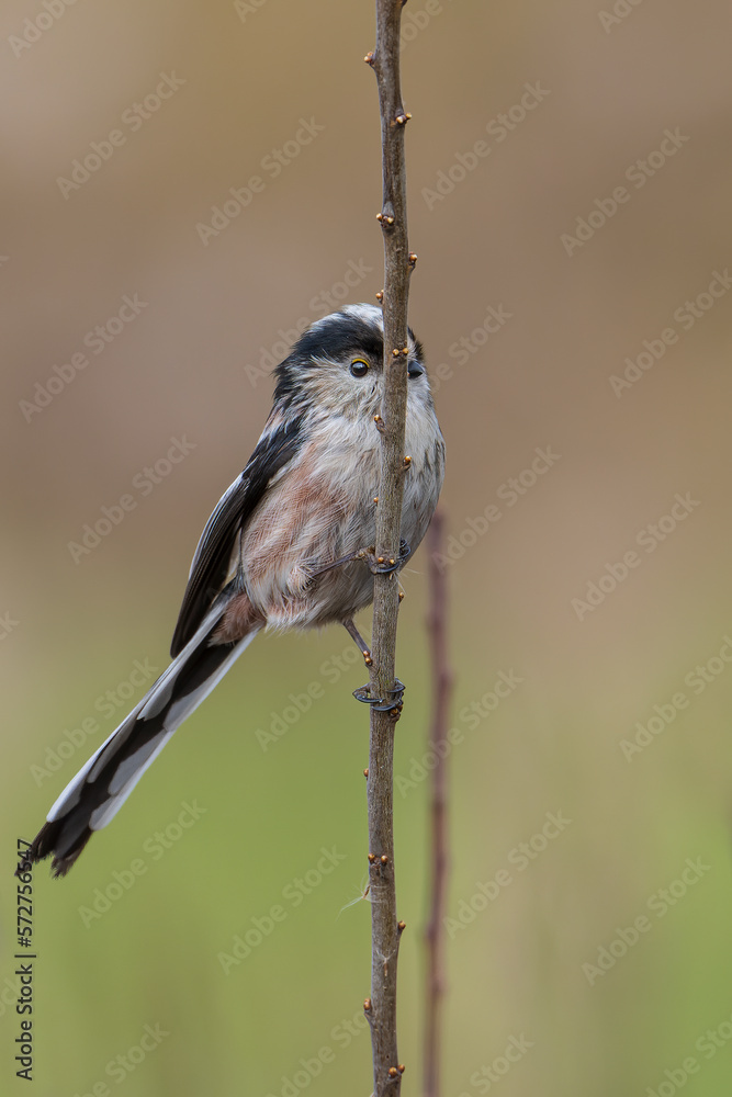 Naklejka premium Long tailed tit