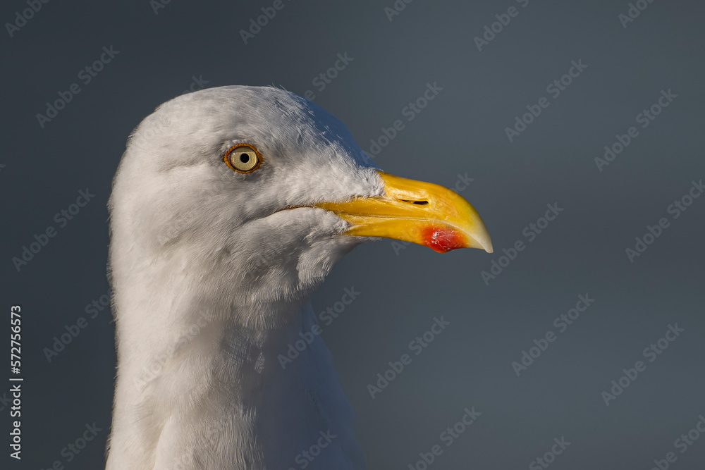 close up of a seagull