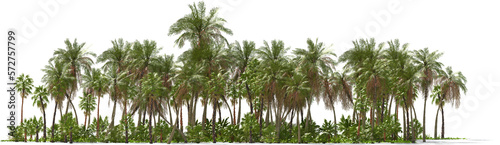 palm trees on a tropical island hq arch viz cutout