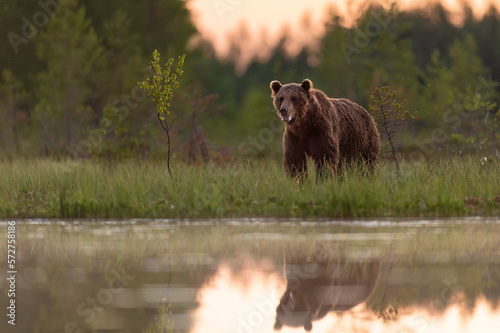 Brown bear at sunset scenery © Erik Mandre