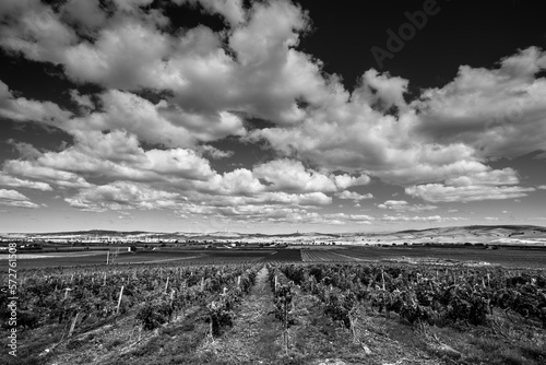 Black and withe perspective of a vineyard in Molise, Italy
