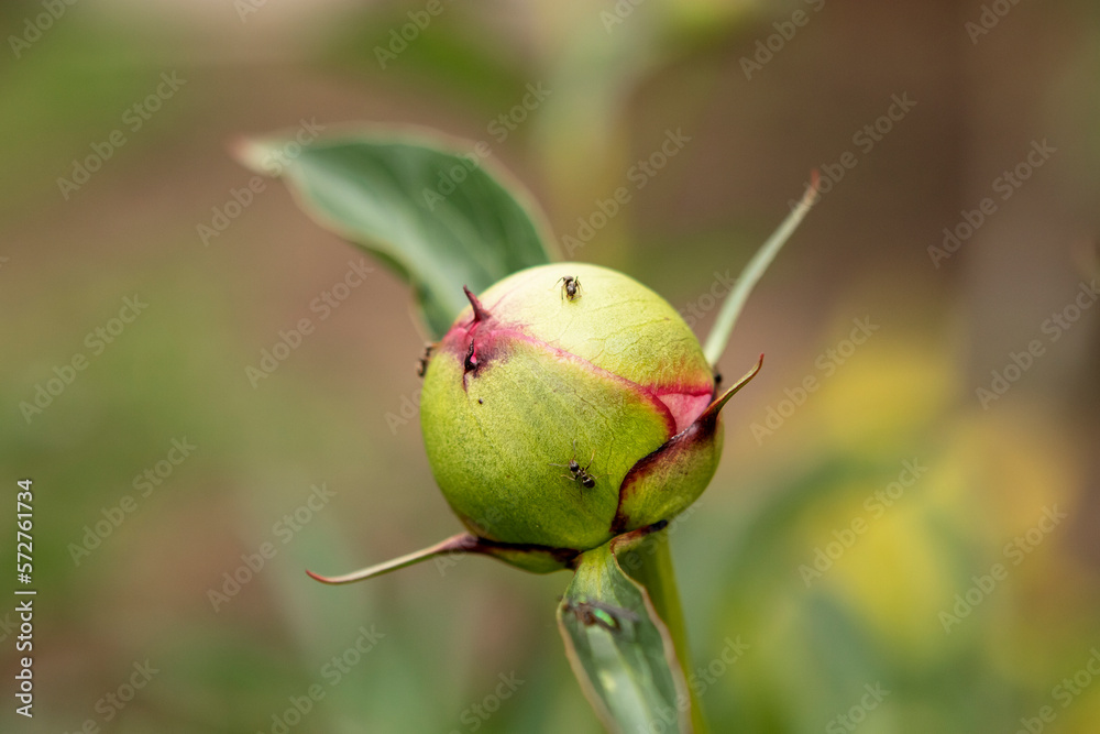 peony buds with ants in the garden peony buds with ants in the garden