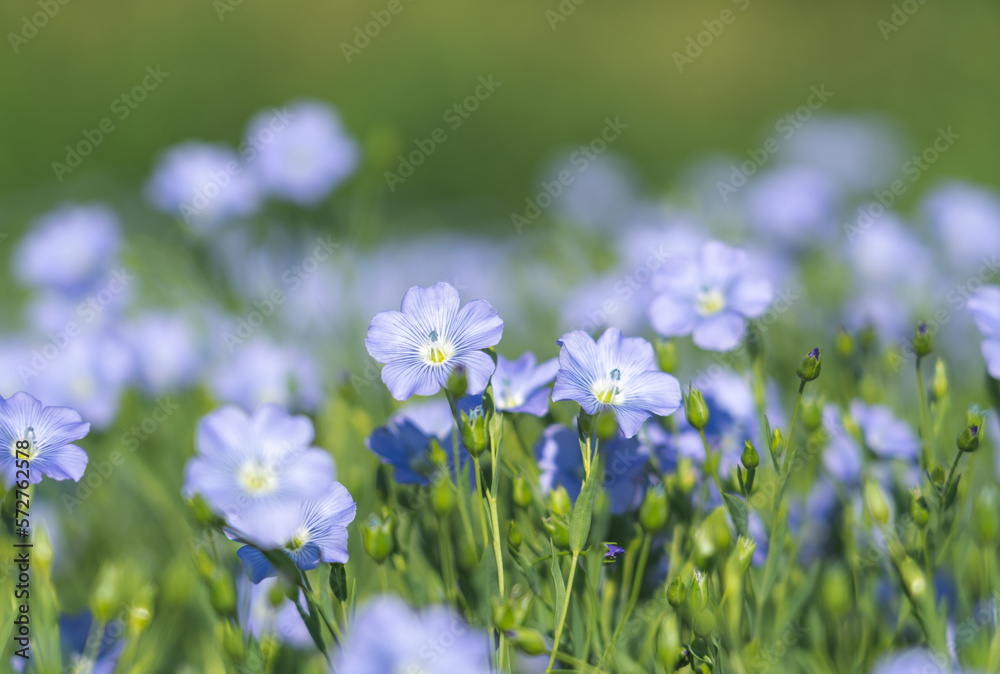 Blue flowers of blooming flax on a sunny morning close-up on a flax field