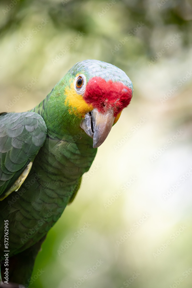 (Amazona autumnalis), also called the yellow-faced parrot, yellow-cheeked parrot, Palencan parrot, or wrens, is a species of psittaciform bird of the family Psittacidae.
