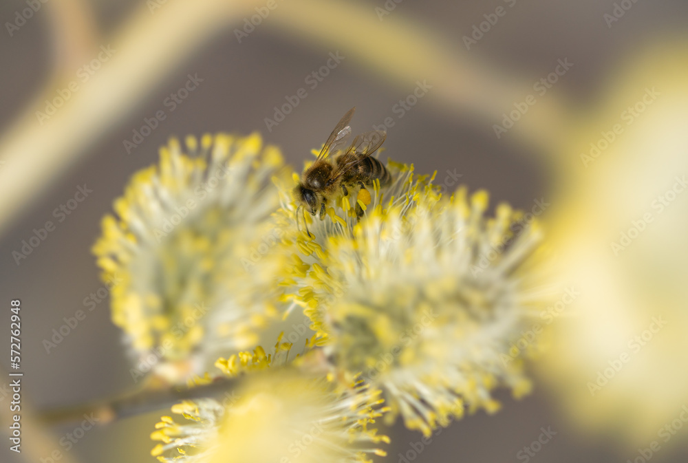 Flowering tree Salix caprea in early spring, bee collects nectar pollinating flowers Flowering tree Salix caprea in early spring, bee collects nectar pollinating flowers
