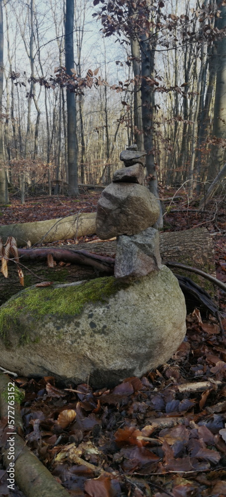 autumn in the forest