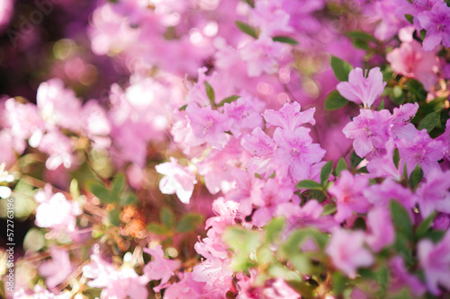 Blooming pink azalea flowers close up nature spring background. floral background lush fresh azalea flowers. Beautiful Rhododendron. springtime in botanical garden. Bush in bloom. Place for text.