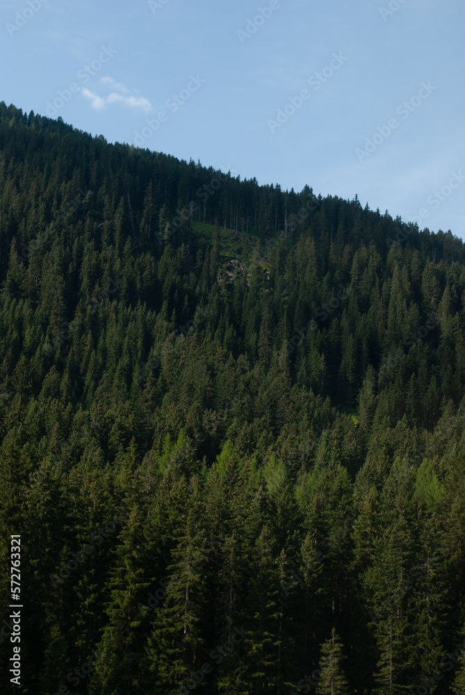 View on forest with spruce in mountains