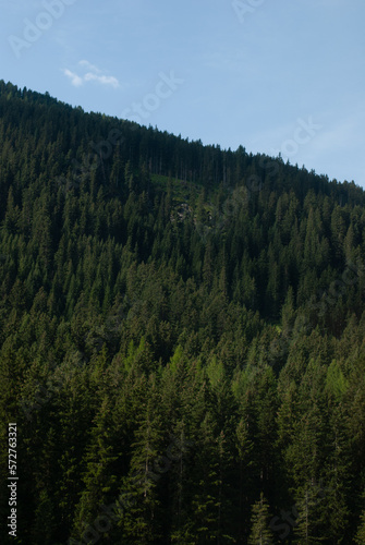 View on forest with spruce in mountains