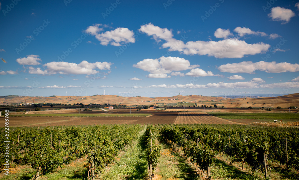 Italian landscape of vineyard with hills in the background and blue sky with withe clouds