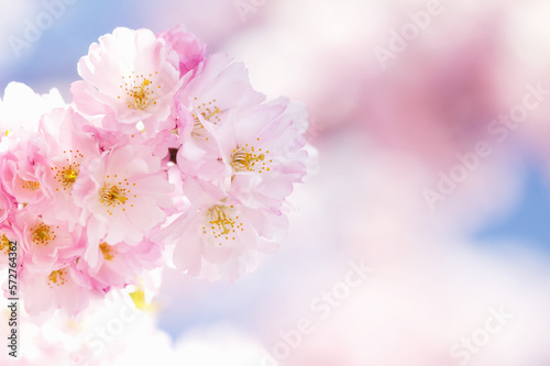 Branch with pink cherry blossoms blooming in spring