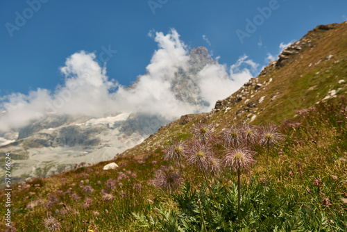 Beautiful alpine flowers with mountain on the background in Aosta Valley © Olga