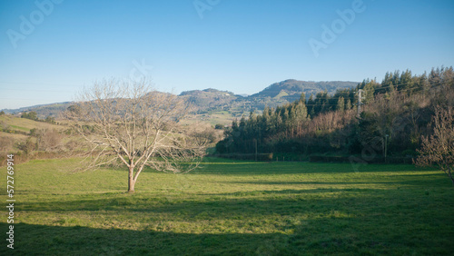 Arbol sin hojas enmedio de pradera en valle