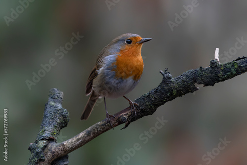 Robin (Erithacus rubecula) on a branch in the forest of Brabant Brabant in the Netherlands. 