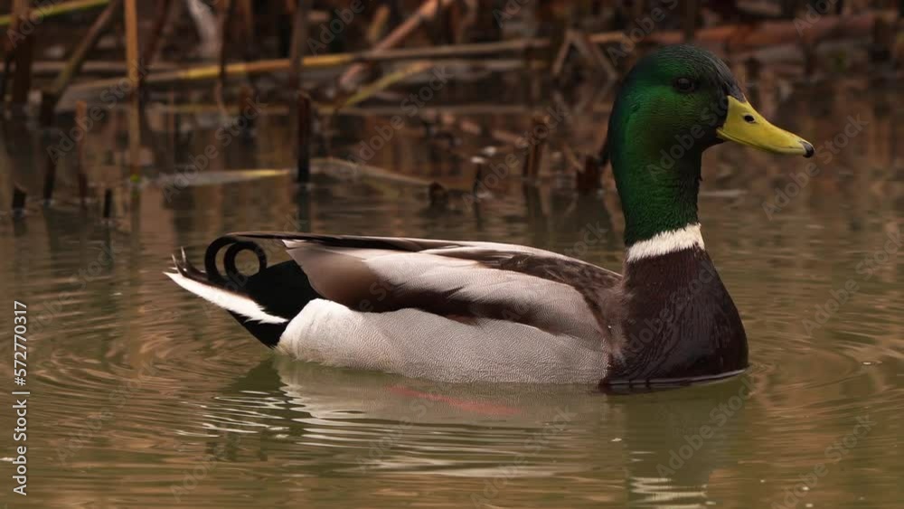 A male mallard or wild duck (Anas platyrhynchos) polishing its feathers