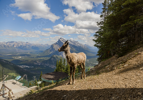A female bighorn stands alone on a mountain slope and watches. Wildlife habitat  even-toed animals.  Banff nature  Alberta  Canada