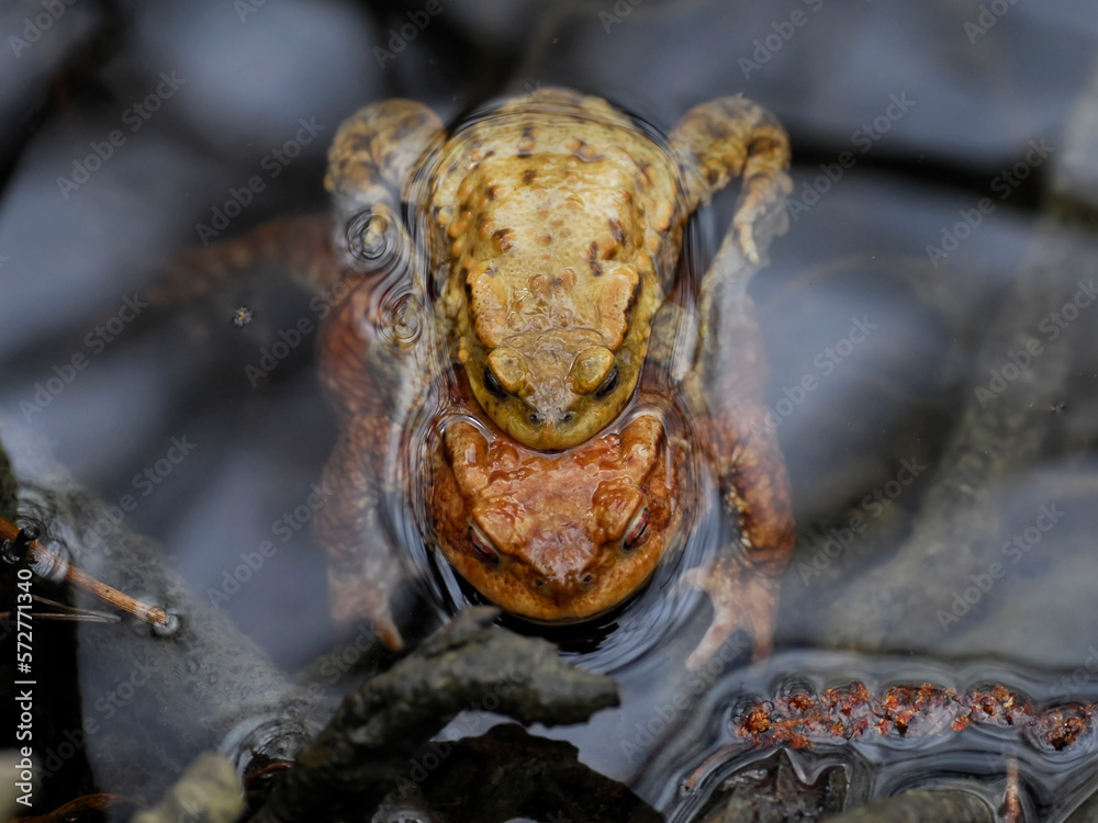 Pair of European toads (Bufo bufo) in water of pond