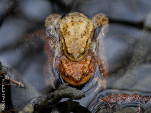 Pair of European toads (Bufo bufo) in water of pond