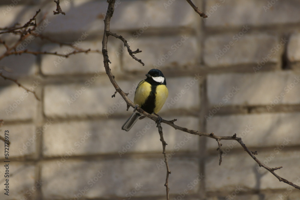 Titmouse on a branch against a white brick wall Titmouse on a branch against a white brick wall