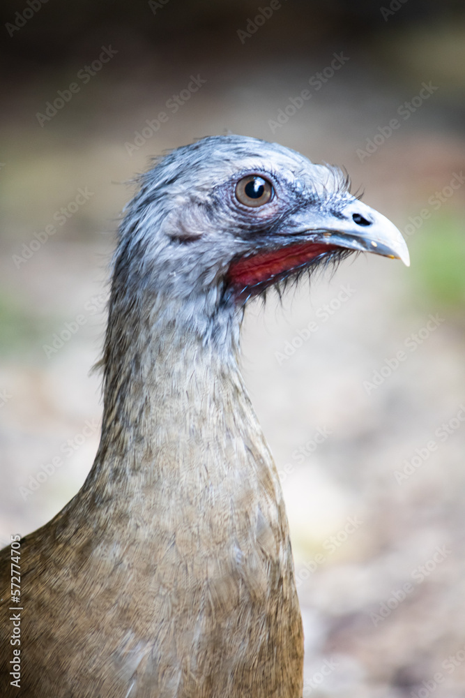 Ortalis is a genus of galliform birds of the family Cracidae commonly called chachalacas or guacharacas. Ortalis is a genus of galliform birds of the family Cracidae commonly called chachalacas or guacharacas.