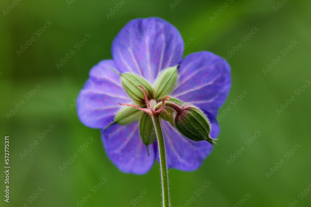 Blooming flower of Geranium pratense also known as Meadow Cranesbill in meadow Blooming flower of Geranium pratense also known as Meadow Cranesbill in meadow