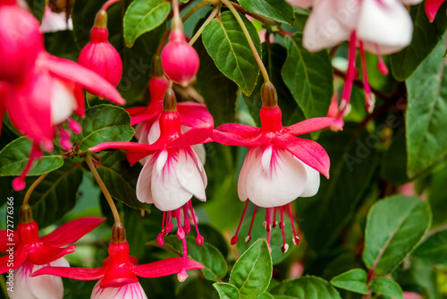 Konstfotografi Closeup of pink and white fuchsia flowers in the green bush