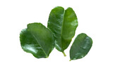 LISTKI KAFIR Kafir lime leaves isolated on transparent background PNG