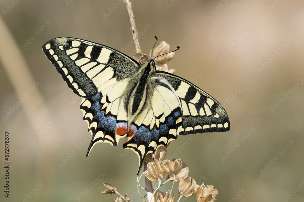 Papilio machaon, the Old World swallowtail, is a butterfly of the family Papilionidae. The butterfly is also known as the common yellow swallowtail or simply the swallowtail. Papilio machaon, the Old World swallowtail, is a butterfly of the family Papilionidae. The butterfly is also known as the common yellow swallowtail or simply the swallowtail.
