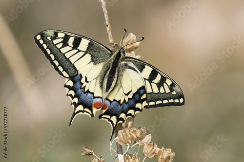 Papilio machaon, the Old World swallowtail, is a butterfly of the family Papilionidae. The butterfly is also known as the common yellow swallowtail or simply the swallowtail. © cilicia