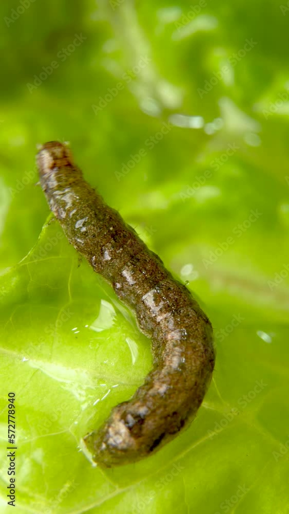 Agrotis ipsilon or black cutworm, greasy worm or black cutworm, of the family Noctuidae, moving on a green lettuce leaf. 4k footage. Vertical. Agrotis ipsilon or black cutworm, greasy worm or black cutworm, of the family Noctuidae, moving on a green lettuce leaf. 4k footage. Vertical.