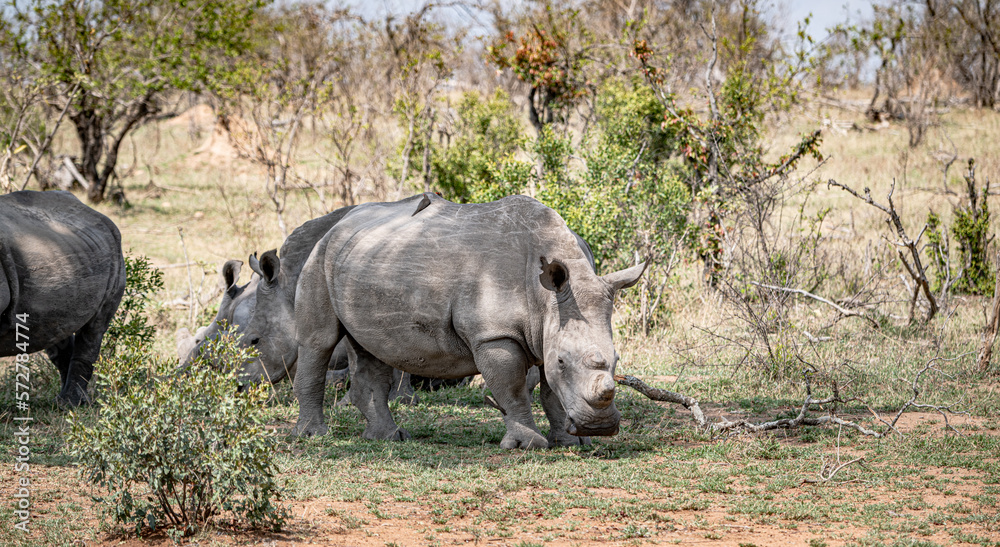 Fototapeta premium White Rhinoceros (Ceratotherium Simum) in Kruger National Park, South Africa
