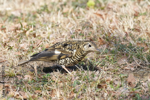 scaly thrush is hunting a warm