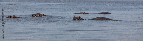 Some Hippos  Hippopotamus Amphibius  in the Kruger National Park  South Africa