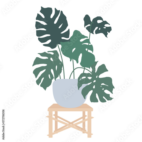 Monstera in flower pots on stands.Vector graphics.