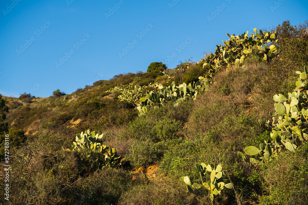 Desert plants and landscape in Runyon Canyon, LA. Desert plants and landscape in Runyon Canyon, LA.
