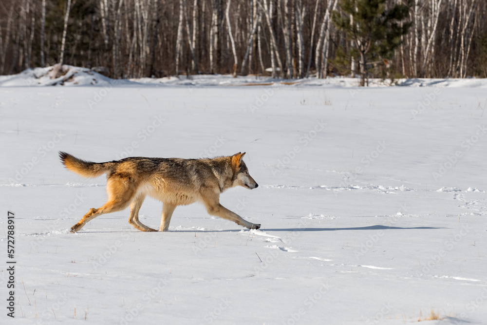 Grey Wolf (Canis lupus) Runs Right Across Field Tail Up Winter