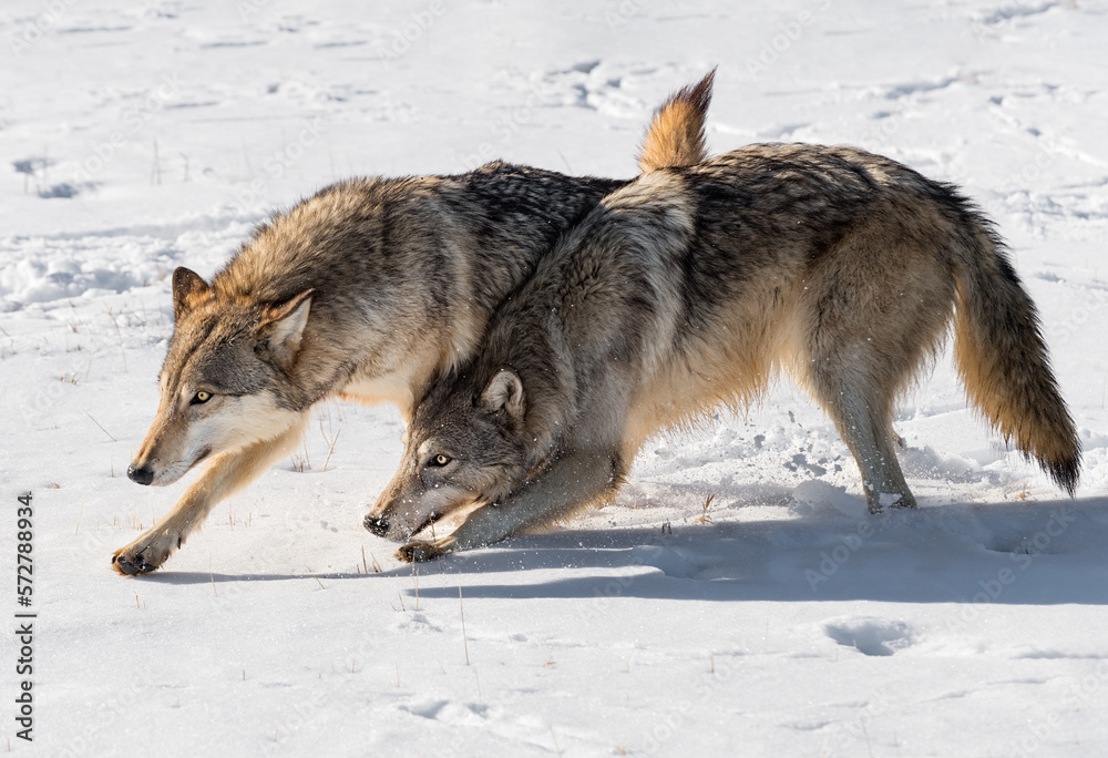 Grey Wolves (Canis lupus) Run Together Kicking Up Snow Winter
