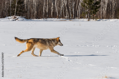 Grey Wolf (Canis lupus) Runs Right Across Field Tail Up Winter © geoffkuchera