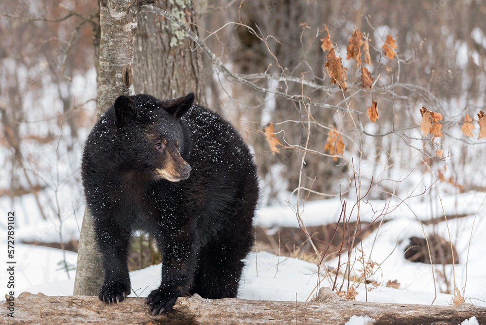 Black Bear (Ursus americanus) Looks Right Front Paws on Log Winter