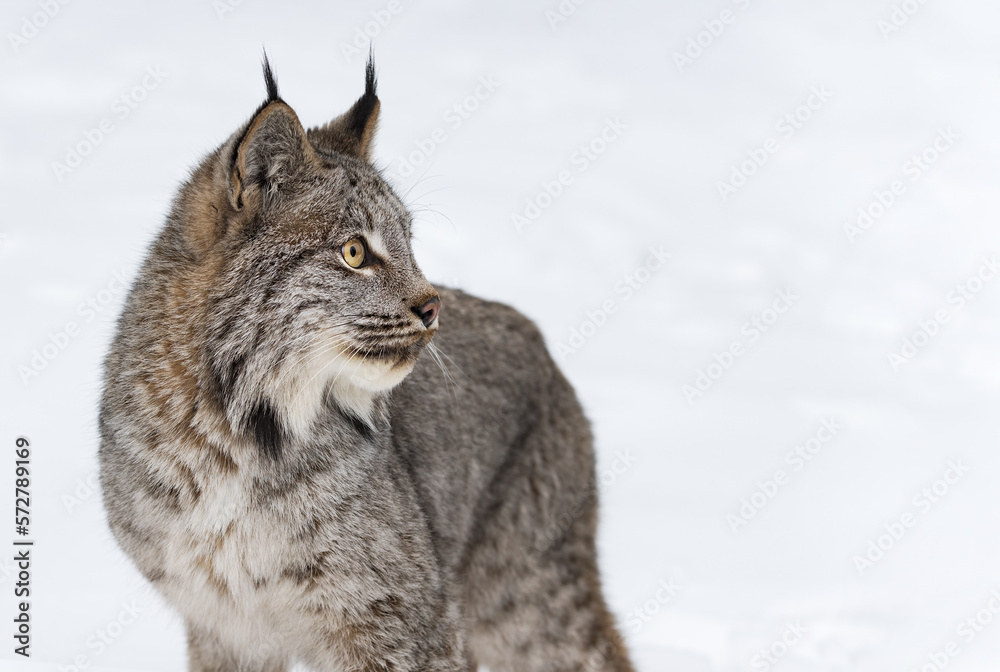 Canadian Lynx (Lynx canadensis) Ears Up Looks Right Copy Space Winter