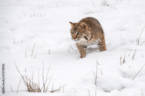 Bobcat (Lynx rufus) Stalks Forward to Left Winter